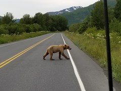 Ursus arctos middendorffi