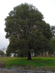 Acacia melanoxylon