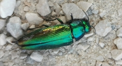 Eurythyrea micans