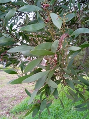 Acacia melanoxylon
