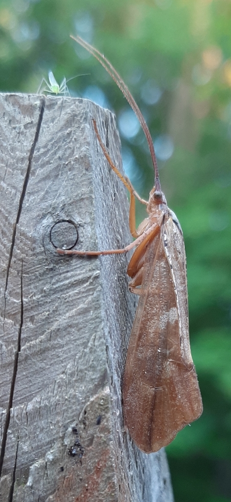 Nemotaulius punctatolineatus