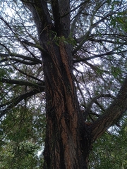 Acacia melanoxylon