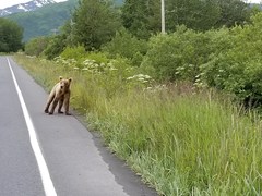 Ursus arctos middendorffi