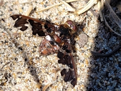 Exoprosopa caliptera