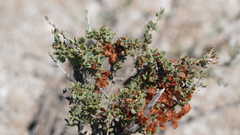 Atraphaxis