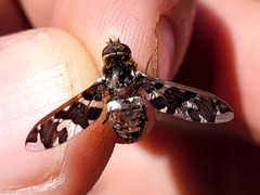 Exoprosopa caliptera