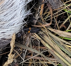 Platydracus fossator