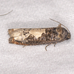 Epiblema dorsisuffusana