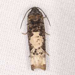 Epiblema dorsisuffusana
