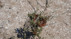 Atraphaxis