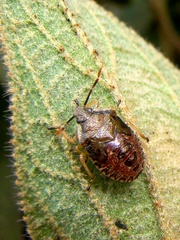 Podisus tinctus