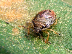 Podisus tinctus