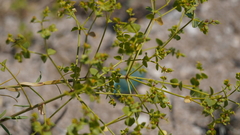 Euphorbia seguieriana