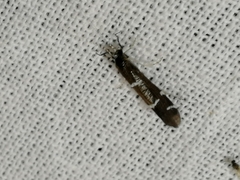 Athripsodes albifrons