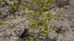 Euphorbia seguieriana