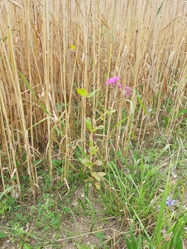 Atocion armeria