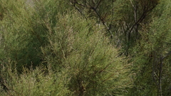 Tamarix
