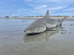 Carcharhinus acronotus