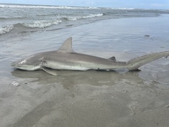 Carcharhinus acronotus