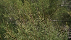 Tamarix