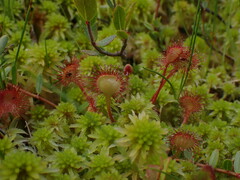 Drosera rotundifolia