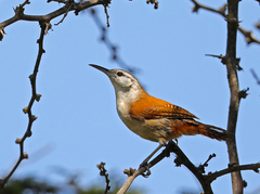 Cantorchilus superciliaris