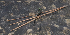 Stylogomphus sigmastylus