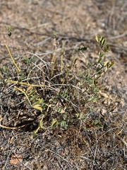 Astragalus douglasii
