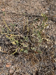 Astragalus douglasii