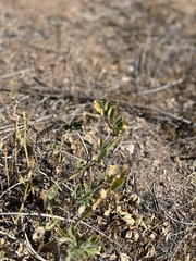Astragalus douglasii