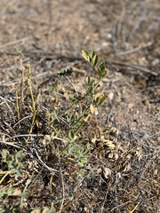 Astragalus douglasii