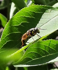 Spilomyia alcimus