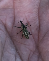 Lixus scrobicollis