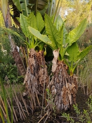 Typhonodorum lindleyanum