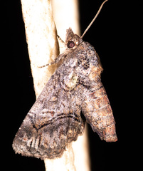 Paectes pygmaea