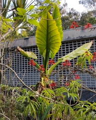 Typhonodorum lindleyanum