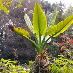 Typhonodorum lindleyanum