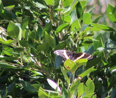 Papilio garamas garamas