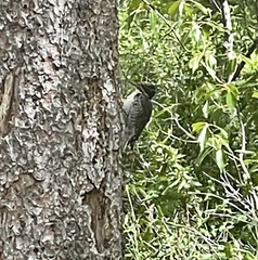 Picoides