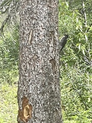 Picoides