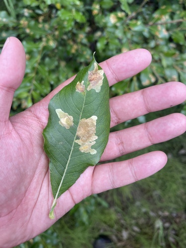 Willow Leaf Blotch Miner Moth photo 3