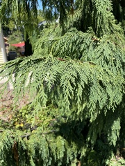 Cupressus nootkatensis