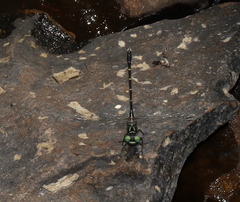 Stylogomphus sigmastylus