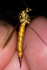 Nephrotoma flavescens