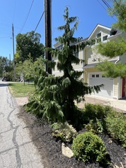 Cupressus nootkatensis