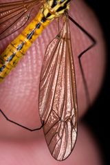 Nephrotoma flavescens