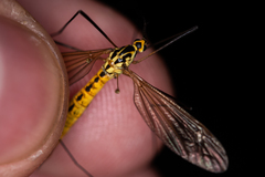 Nephrotoma flavescens