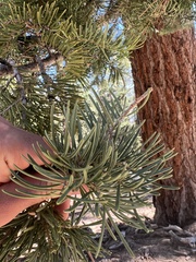 Abies magnifica magnifica