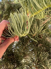 Abies magnifica magnifica