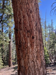 Abies magnifica magnifica